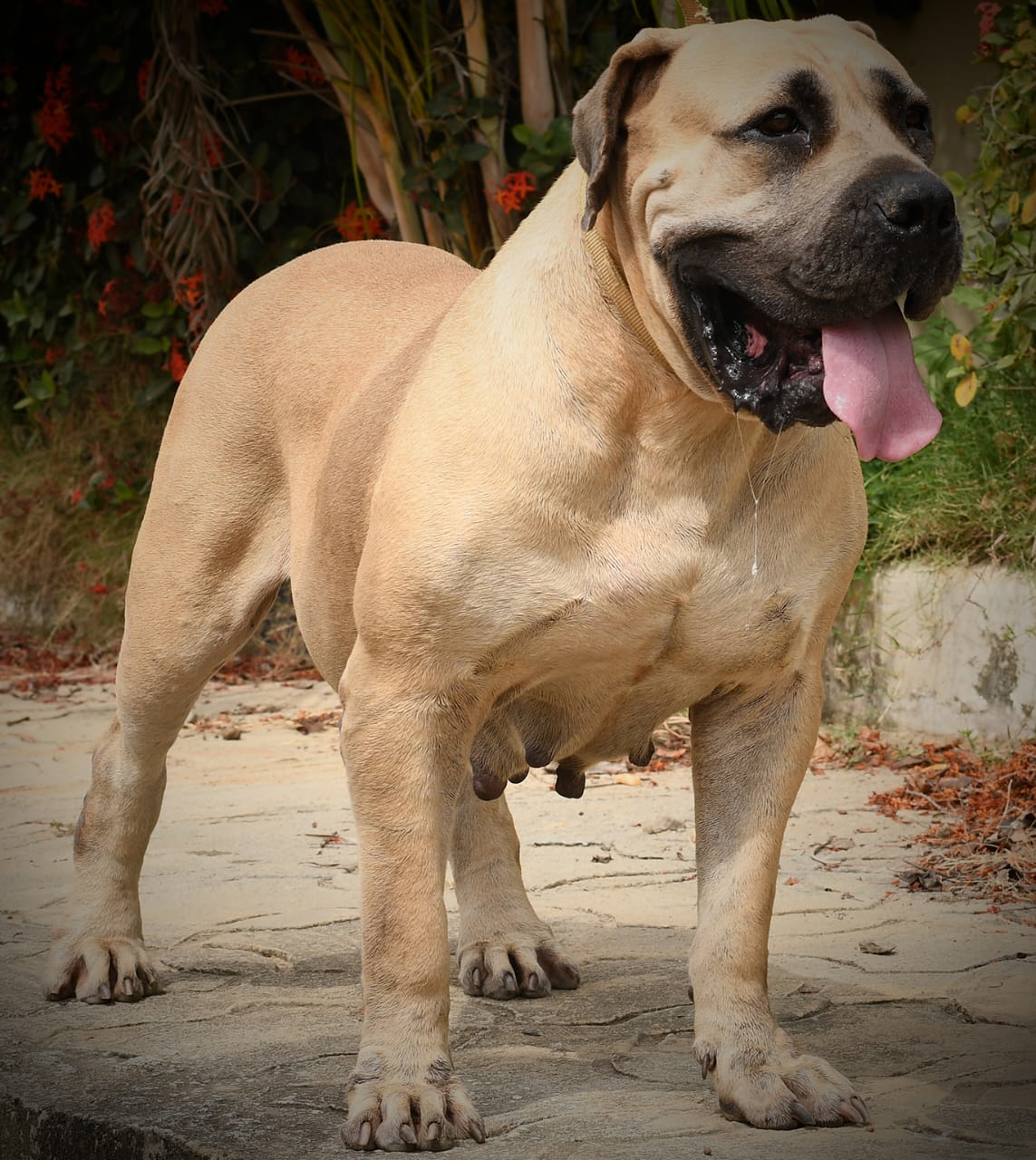 Our Female Boerboels