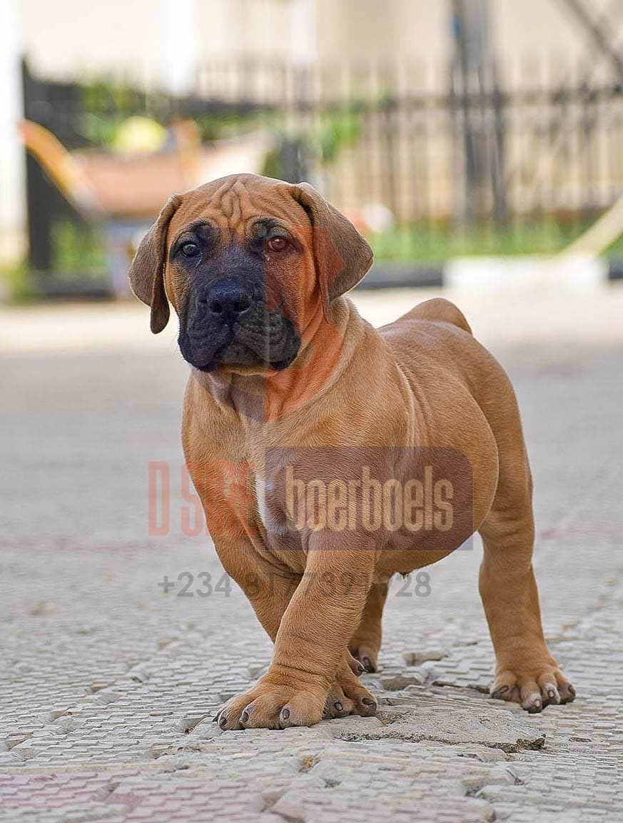 Boerboel Puppy