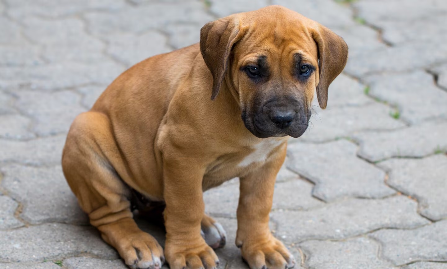 Boerboel Puppy