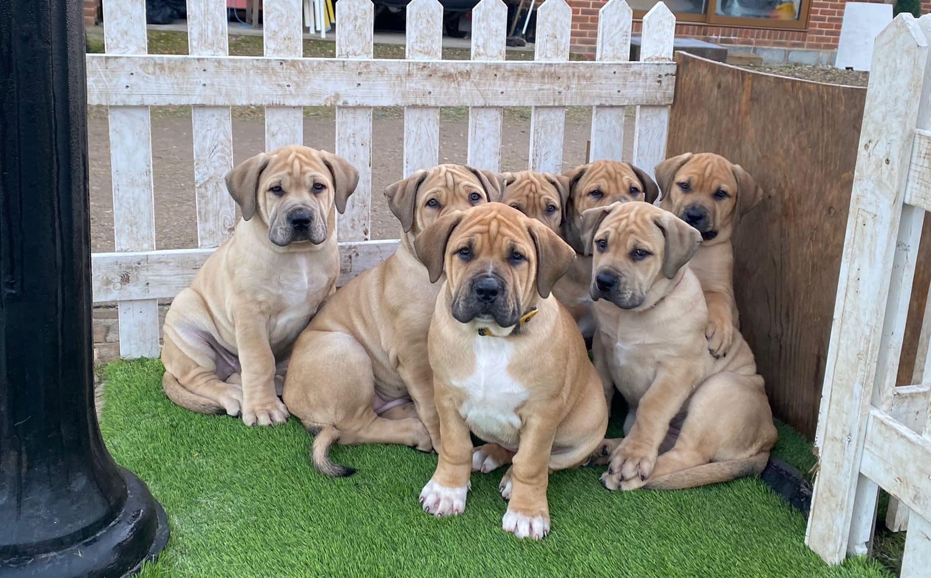 Boerboel Puppy
