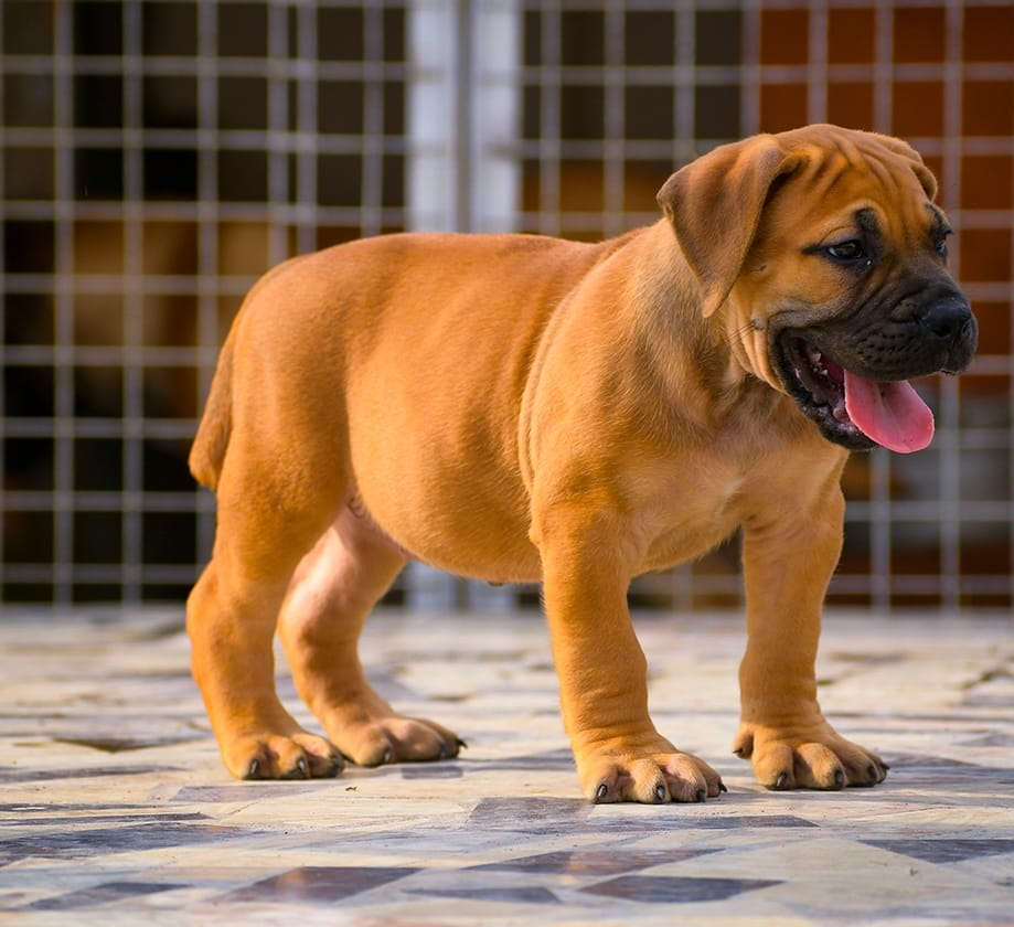 Our Boerboel Puppies
