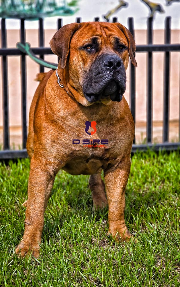 Our Stud Boerboels